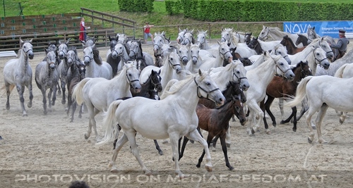 Die Pr�sentationen 62