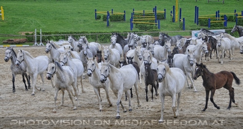 Die Pr�sentationen 65