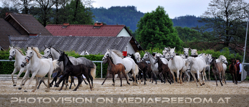 Mutterstutenherde 04