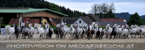 Mutterstutenherde 08