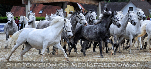 Mutterstutenherde 10