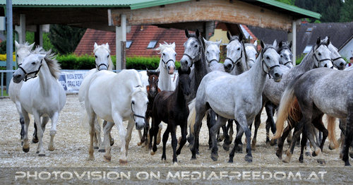 Mutterstutenherde 13