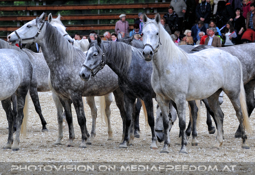 Mutterstutenherde 17