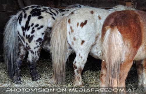 Farbenfroh die Pferdepopo