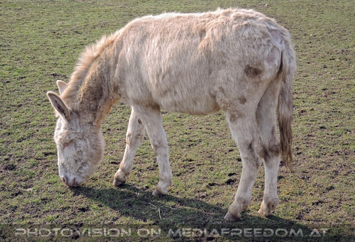 Fast weisser Esel
