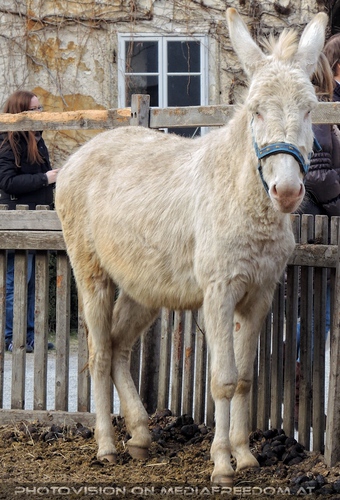 Weisser Esel