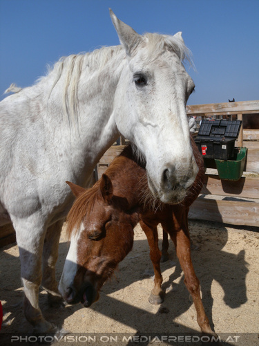 Gl�cklich wieder vereint