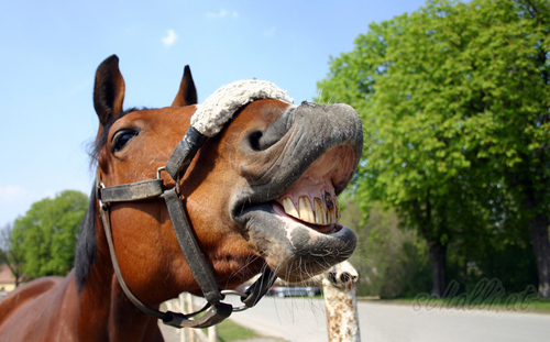 ZEIGT HER EURE ZAEHNE: pferd