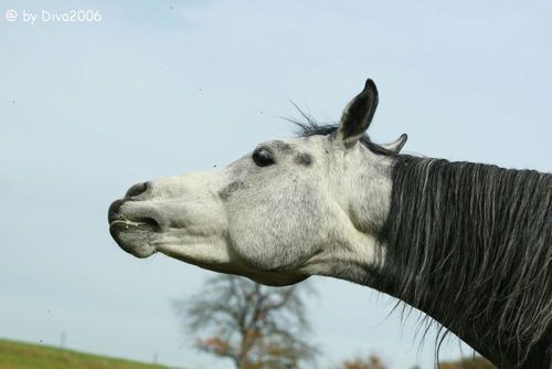 Schimmel Kopf: Pferd