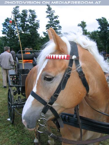 Pferdeschau 09