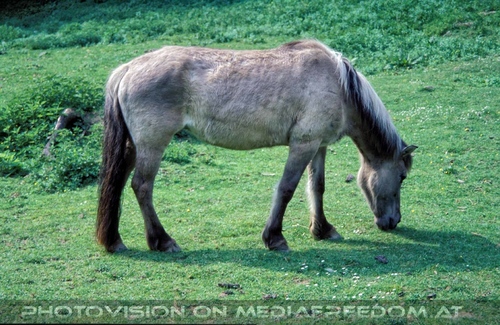 Pferdeweide 1