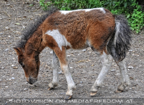 Pony Fohlen