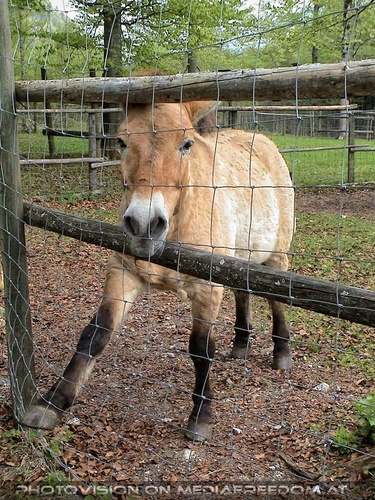 Przewalski-Pferd 1