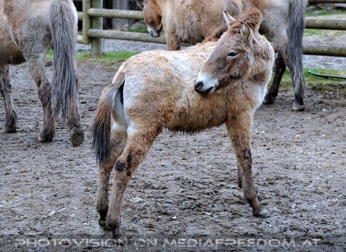 Przewalski-Wildpferde
