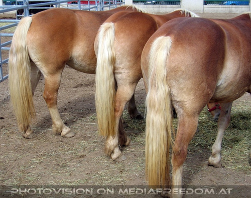 Haflinger von hinten