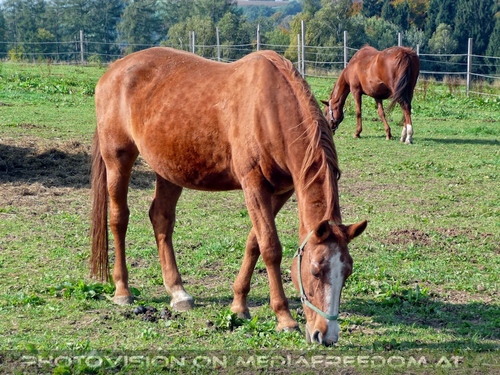 Tierparadies Deggendorf 08