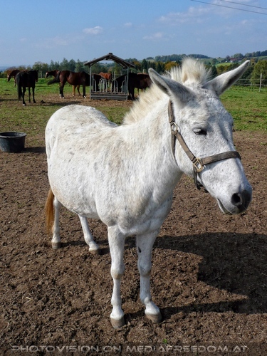 Tierparadies Deggendorf 09