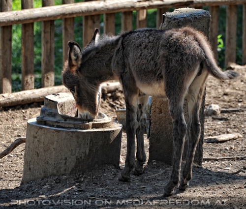 Trinkendes Eselfohlen