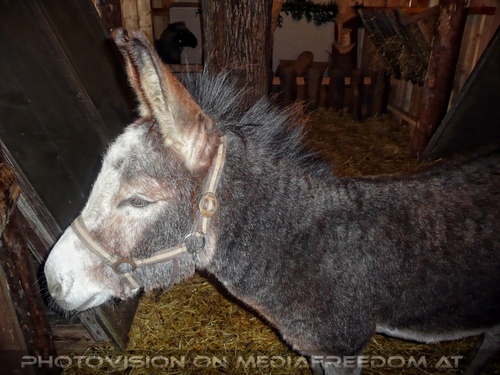 Esel Stall 2
