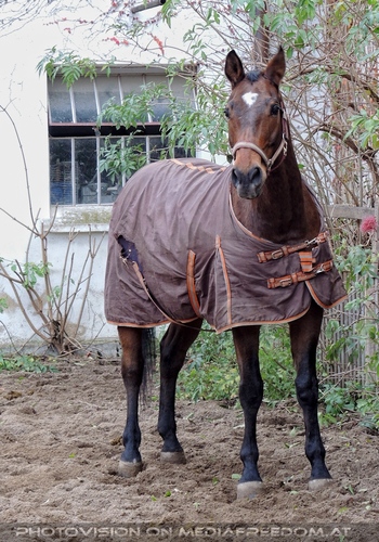 Stallungen 03