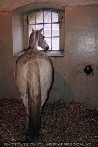 Stallungen 15