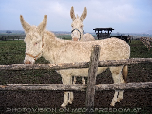 Wei�e Esel 09