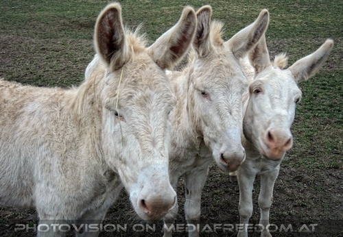 Wei�e Esel 11