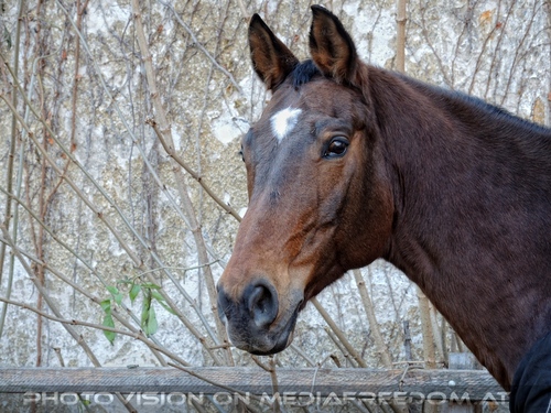 Advent im Schloss 13