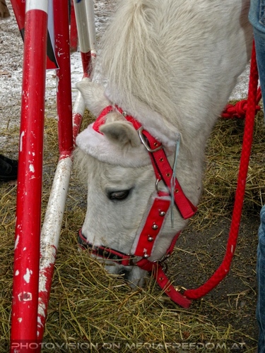 Advent Stimmung 12 - Pony