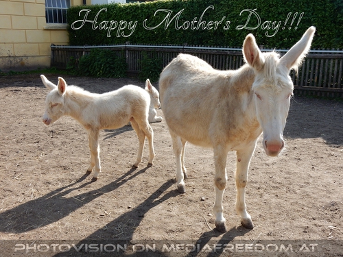 Happy Mother's Day!: Wei�e Barockesel