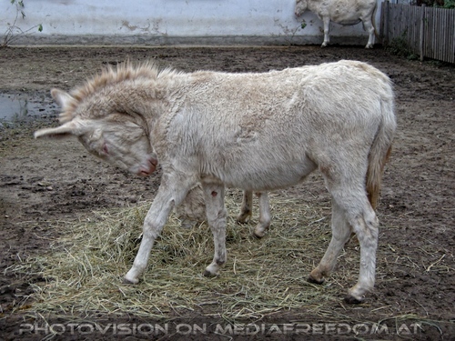 Advent 06: Wei�e Esel