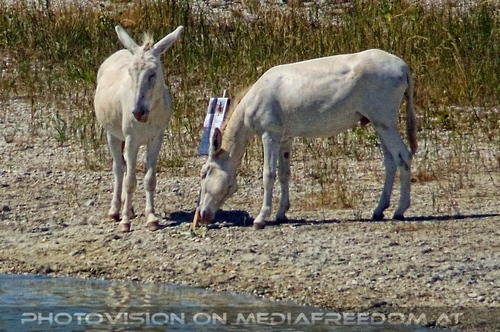 Entdeckerclub 11: Weisse Esel