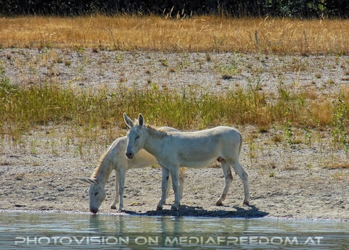 Entdeckerclub 15: Weisse Esel