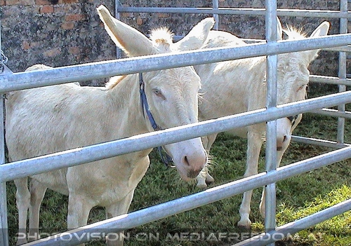 Kaiserliches Fest 10