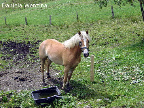 Haflinger