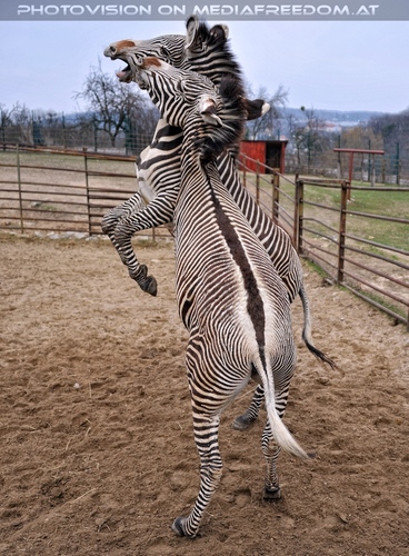 Zebra Ballett 04