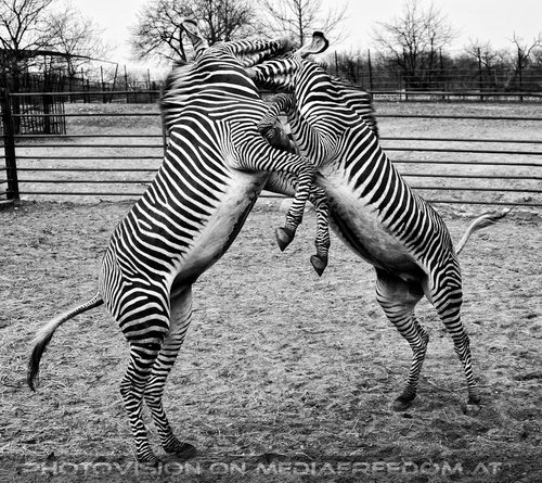 Zebra Ballett 13