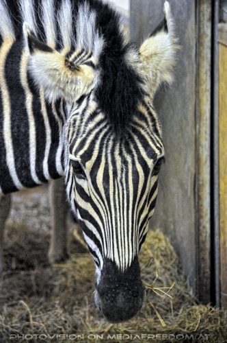 Zebra Portrait