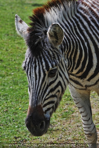 Zebra
