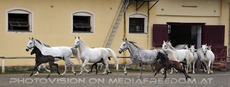 Club der Freunde des Lipizzanergest�ts 45