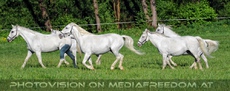 Die Lipizzaner Heimat 090