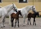 Club der Freunde des Lipizzanergest�ts 60