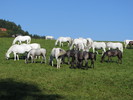 Almabtrieb der Lipizzaner