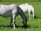 Auf der Lipizzaner Weide 06