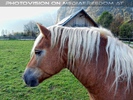 Haflinger Portrait