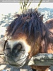 Hippy Horse