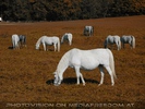 Lipizzaner dreams
