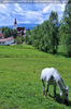 Lipizzaner Heimat 05
