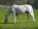 Lipizzaner Stute