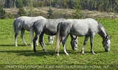 Lipizzaner Trio